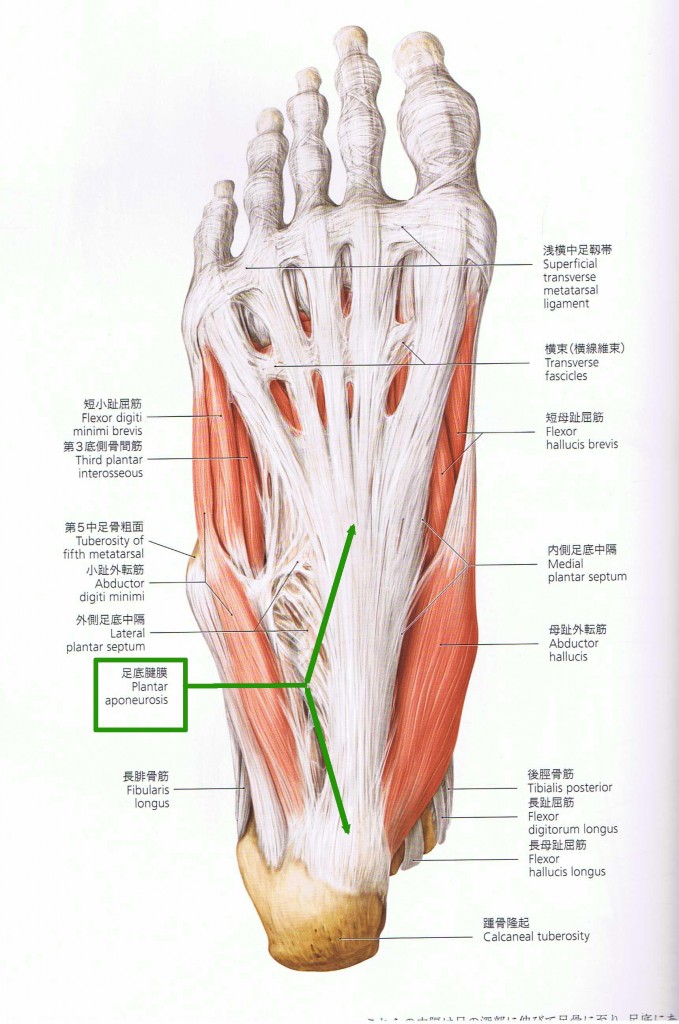 足の裏の構造